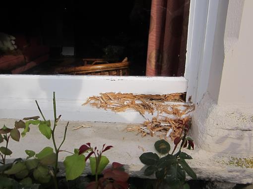 rot in sash window bottom rail